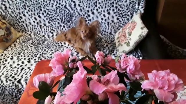 Обрезка или спасение азалии. смотреть онлайн