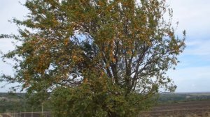 Казачья станица Бекешевская