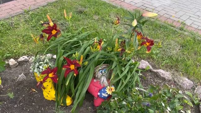 Лилии и Розы возле моего дома! смотреть онлайн