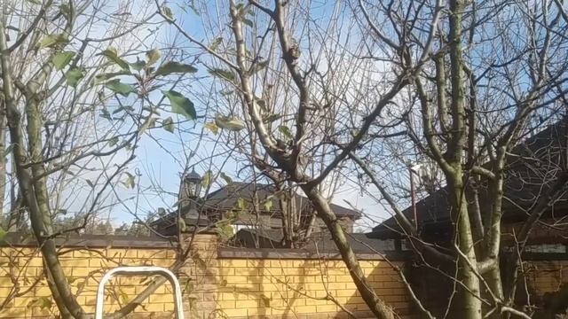 Обрезка плодовых деревьев (близкая посадка) смотреть онлайн