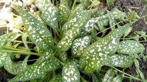 Медуница сахарная или Пульмонария