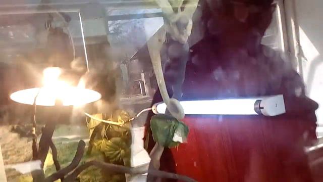 Хамелеон в шымкентском зоопарке смотреть онлайн