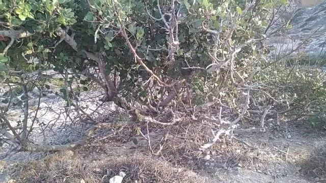 Carob Tree On A Hillside In A Dryland Climate (Ceratonia Siliqua)