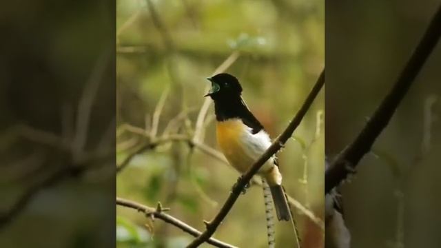 Чешуйчатая райская птица смотреть онлайн