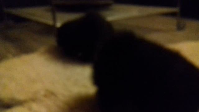 ЧЕРНЫЕ ШПИЦЫ ДЕВ. ПРОДАЖА ( 07.11.17.) смотреть онлайн