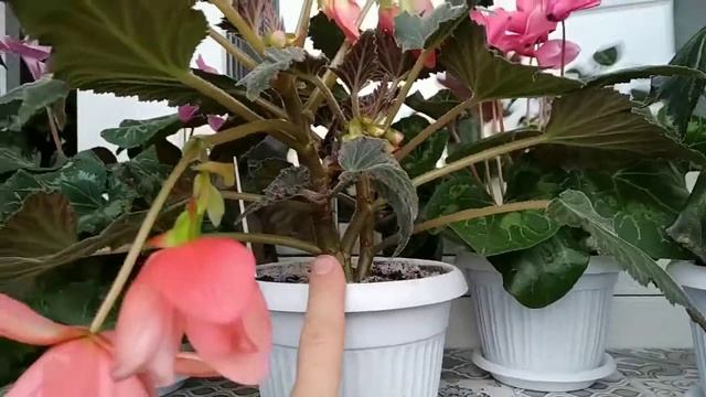 БЕГОНИИ выращиваю первый год, красота!!! смотреть онлайн