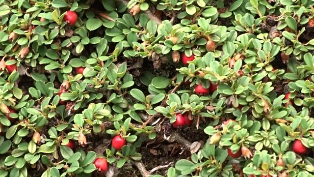 Cotoneaster procumbens смотреть онлайн
