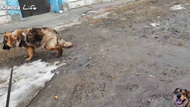 Моя немецкая овчарка/ Ко мне, Мухтар! /прогулка смотреть онлайн