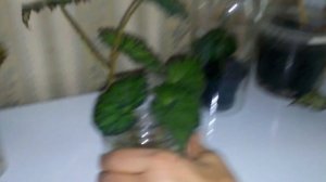 Бегония Тигровая, размножение и ошибки выращивания