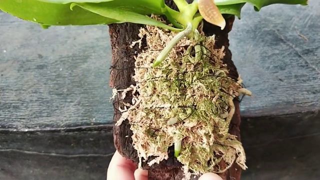 Phalaenopsis tetraspis var Coffee смотреть онлайн