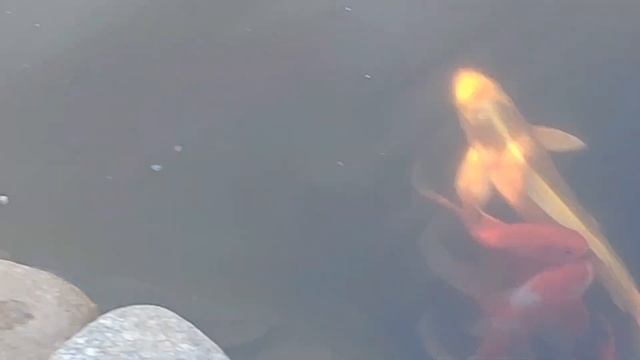 Рыба мечет икру, а другие её съедают + обзор цветов. смотреть онлайн