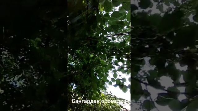 Sangardak Surxondaryo Сангардак Сурхондарё