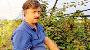 Самый крупный сорт ежевики.