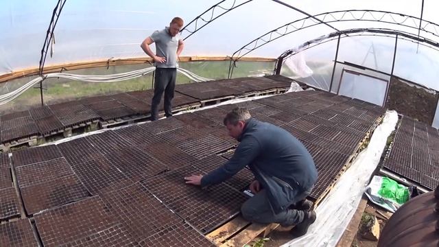 Как уберечь рассаду кукурузы от мышей [Как избавиться от мышей 100% способ] смотреть онлайн