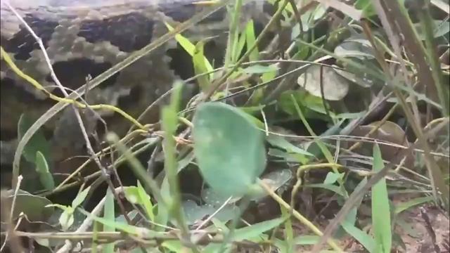 Monkey vs Python Snake real fight! смотреть онлайн