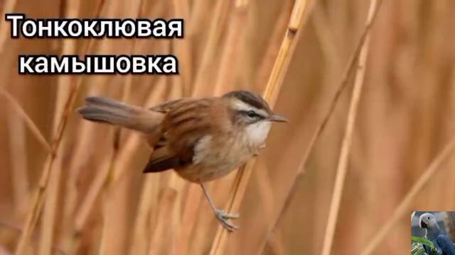 Настоящие камышовки, или камышевки (виды) смотреть онлайн