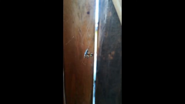 кормление паука