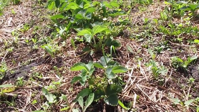 Ростим вмести ( беглый обзор сортов ) часть 4 смотреть онлайн