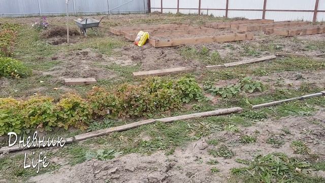 ОГОРОДНЫЕ ДЕЛА ОСЕНЬЮ. ПЛАНЫ НА ПЕРЕДЕЛКУ В ТЕПЛИЦЕ. ЭТО БЫЛА БЕЛОКРЫЛКА( смотреть онлайн