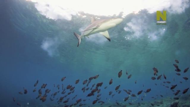 Как у Большого Барьерного рифа в новолуние нерестятся рыбы-хирурги из рода Acanthurus ? смотреть онлайн