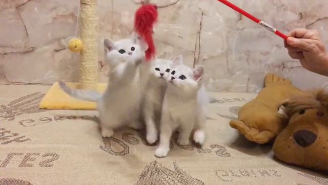 Питомник британских кошек предлагает британских котят +7926-224-23-65 смотреть онлайн