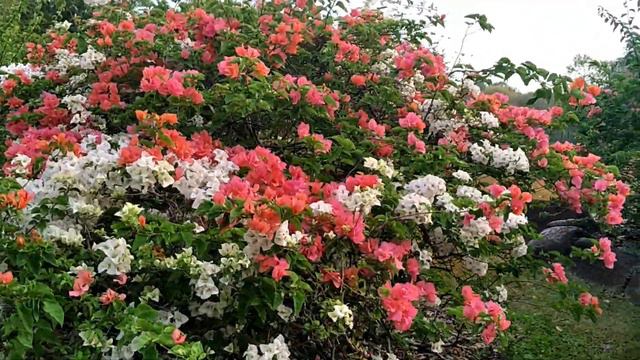 Bougainvillea Garden | Singapore Botanic Gardens | Beautiful flowers смотреть онлайн