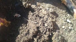 Посадка Лилий в грунт весной .