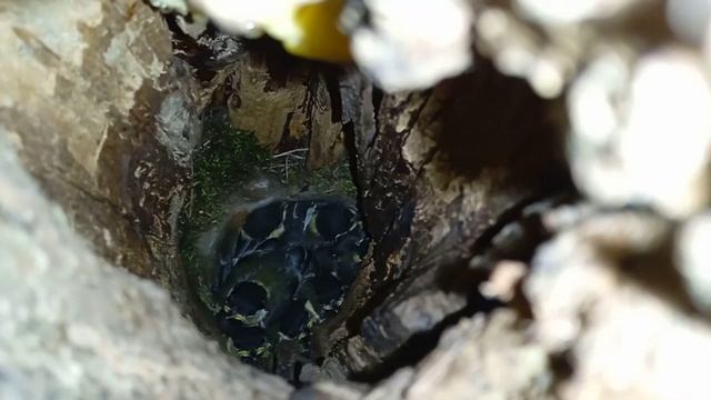 Птенцы большой синицы в дупле дерева ( Parus major ) смотреть онлайн