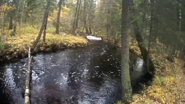 Рыбалка в Карелии, красота осени, огромное количество ручьевой форели, трофей пойман ? смотреть онлайн