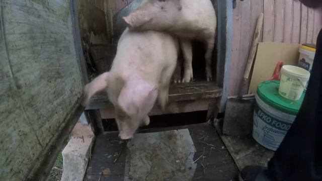 #3 Побег из сарая!! Поросятам 3 месяца. смотреть онлайн