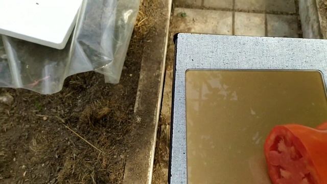 томаты :Корнабель, Царское искушение, Позано. Что стоит сеять обязательно? смотреть онлайн