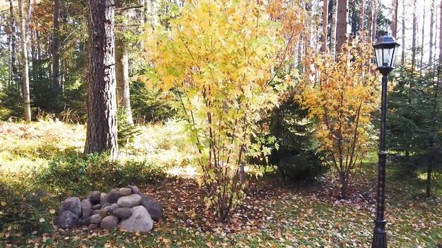 Посадка кленов состоялась! Часть 2 смотреть онлайн