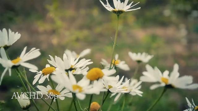 Lumix G6 pомашки смотреть онлайн