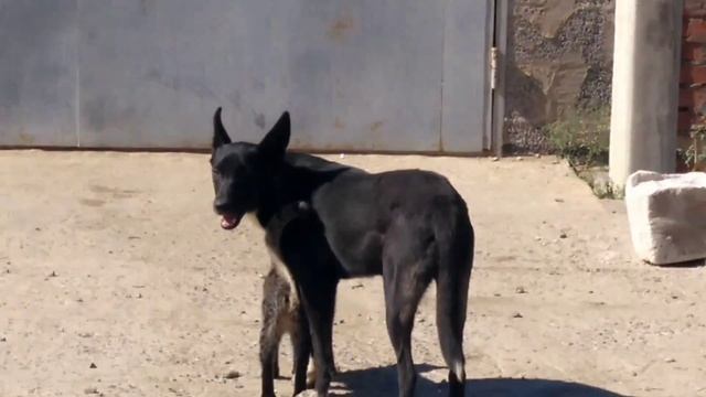 Невероятная дружба между кошкой и собаками в с. Началово смотреть онлайн