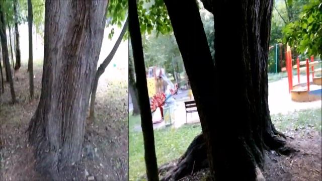 Старые, старые деревья смотреть онлайн