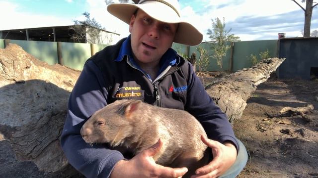 Meet Boo the Baby Wombat смотреть онлайн