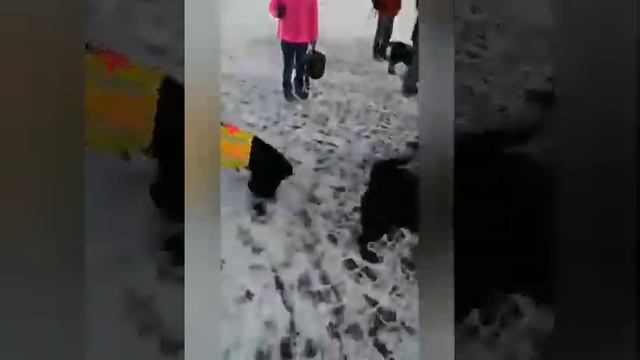 Собака-проводник Онли из Купавны