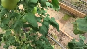 ? Томат F1 Пинк Уникум| Вкуснейший трескун