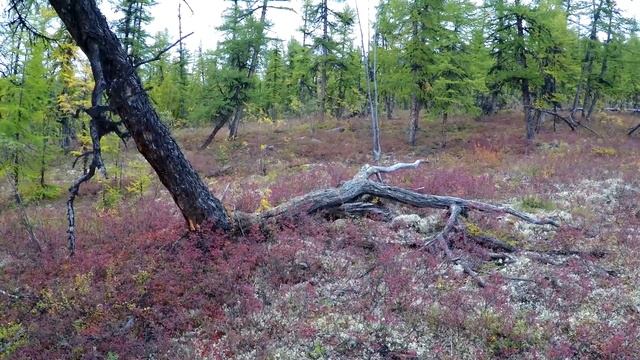 Эвенкия. Река Мойеро смотреть онлайн