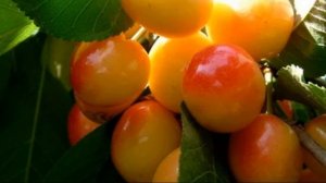 Черешня сорта Франц Иосиф – характеристики и советы по уходу