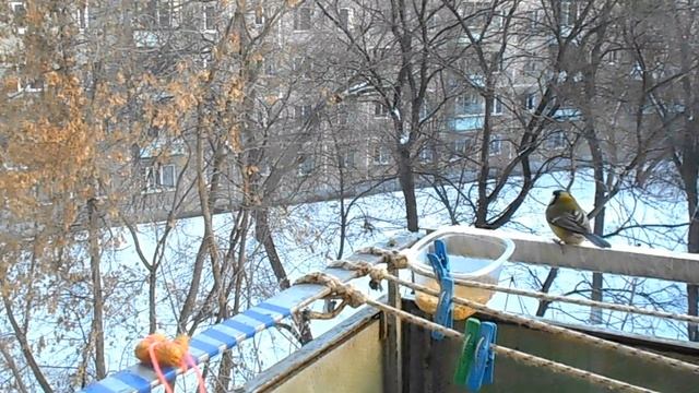 СИНИЦА и ОРЕХ! смотреть онлайн