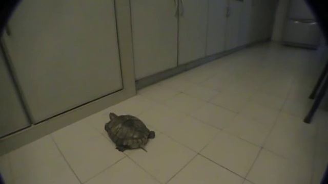 The World's Cutest Red-Eared Slider Turtle смотреть онлайн