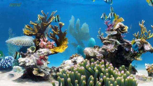 Sim Aquarium Live Wallpaper - My Desktop смотреть онлайн