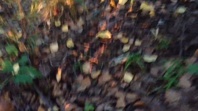 Риджбек и Белые грибы. смотреть онлайн