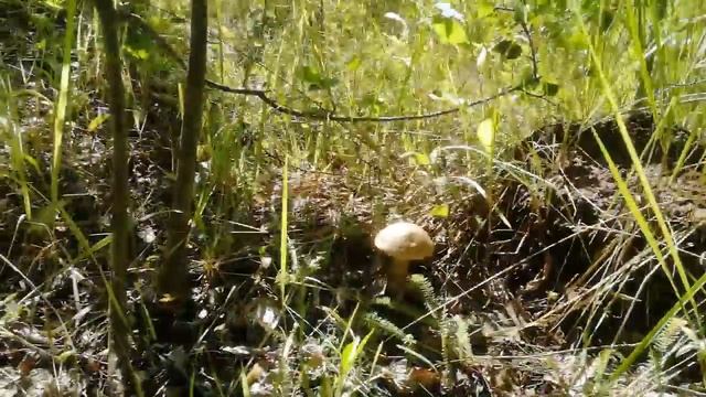 НАШЕСТВИЕ ГРИБОВ В ТУЛЬСКОЙ ОБЛАСТИ 2023 #Грибы  #грибы2023