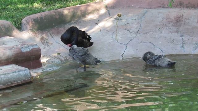 Чёрный лебедь с птенцами смотреть онлайн