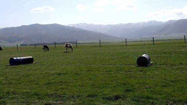 --ICELANDIC PONY AND BONGO SONG!-- смотреть онлайн