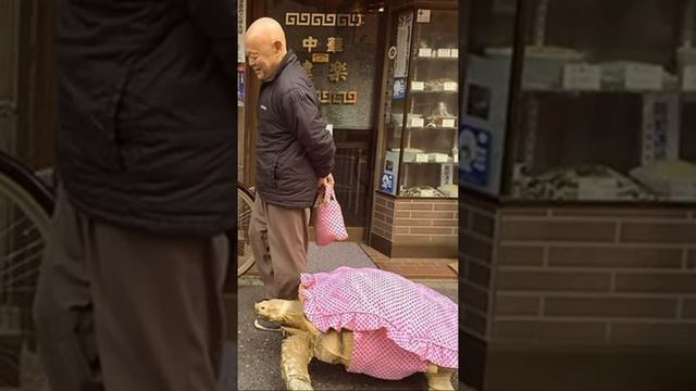 Японец выгуливает свою черепаху смотреть онлайн