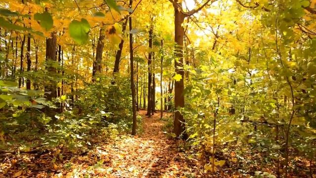 Relaх Musiс. Релакс Музыка Для Расслабления Отдыха и Сна смотреть онлайн