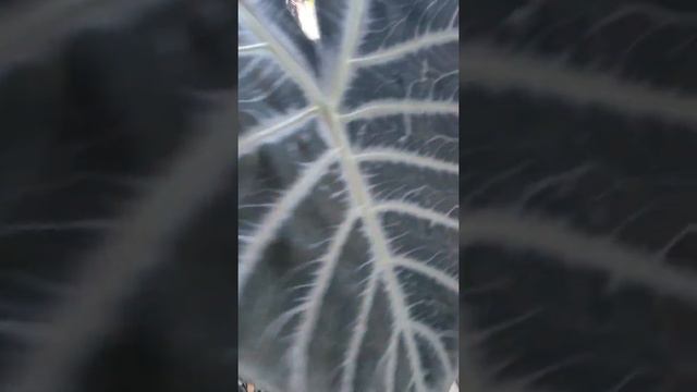 Alocasia longiloba смотреть онлайн